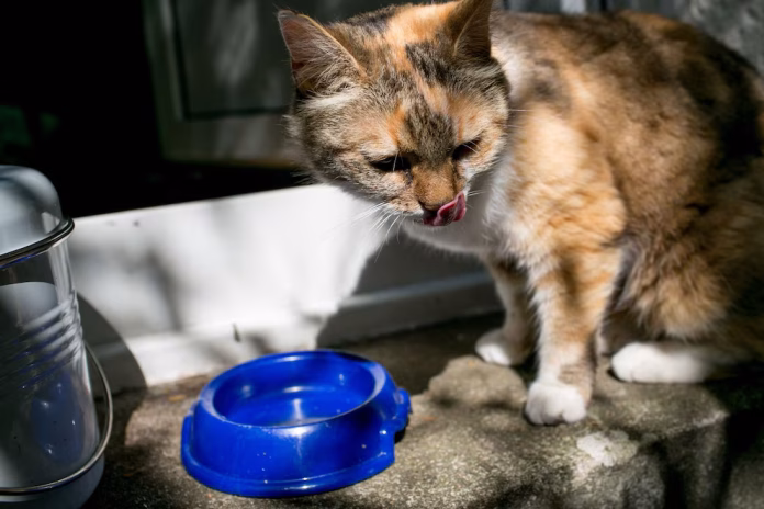 ¿Es bueno el atún para los gatos? Qué dicen los expertos