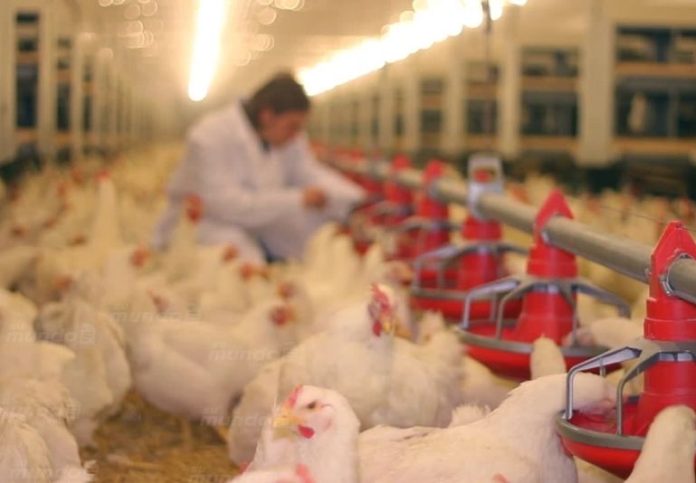 Hasta ahora, España llevaba poco más de dos años sin registrar ningún caso de la influenza aviar.