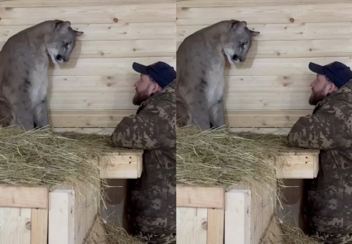 Muchos comentan que, aunque la cercanía pueda dar miedo, el comportamiento del animal es extraordinariamente amigable.