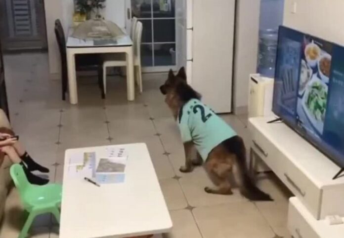 Lo más impresionante es la dedicación del perrito: no solo acompaña a la niña en sus juegos y momentos de diversión, sino que también la guía para que cumpla con sus responsabilidades.