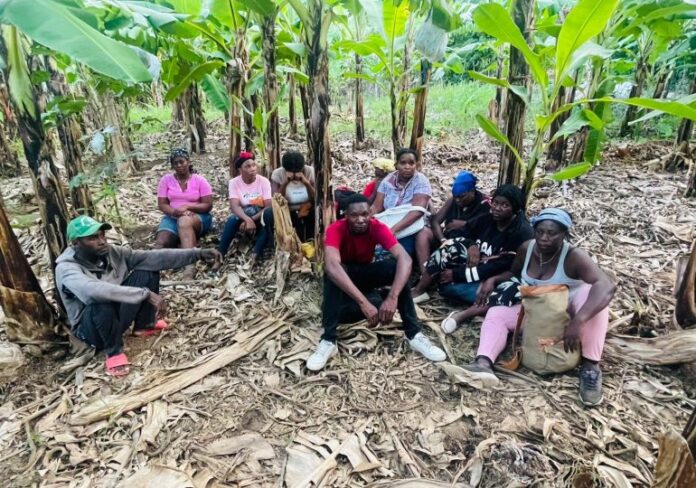 Detecta con drones haitianos ilegales que se ocultaban en finca de bananos en Valverde