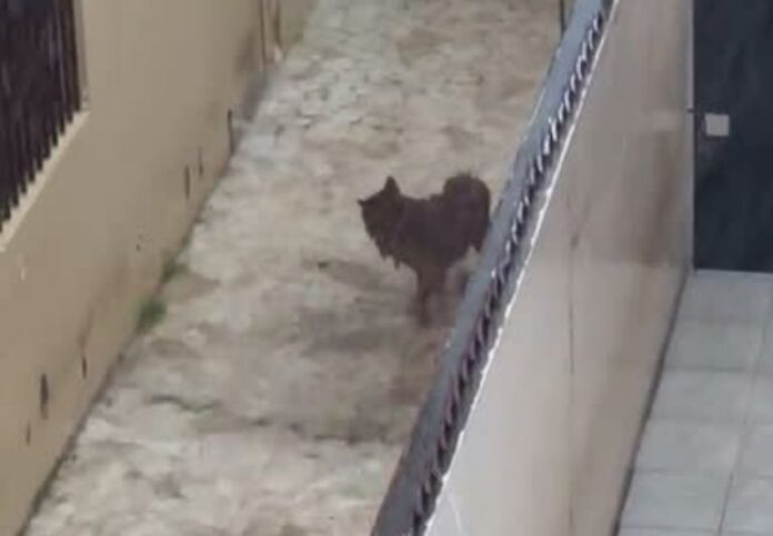 Los denunciantes aseguran que esta no es la primera vez que ocurre, y que durante las noches frías el can permanece a la intemperie, ladrando durante horas sin que sus propietarios lo resguarden dentro del hogar.
