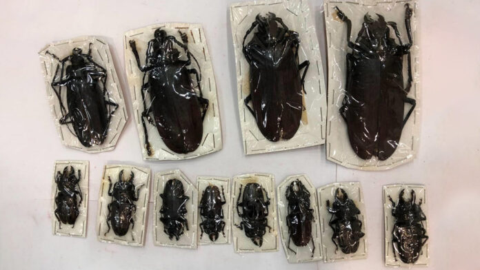 Los 200 exóticos insectos disecados fueron descubiertos mediante una revisión con rayos X de dos envíos postales dirigidos a la región de Stávropol, a unos 1.500 kilómetros de la capital rusa.