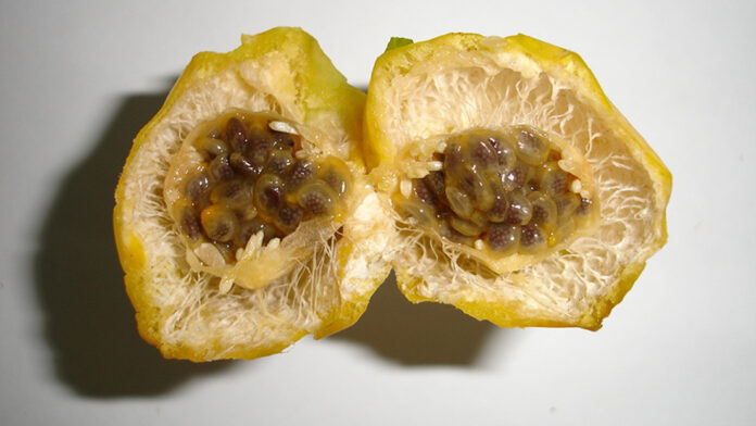 maracuyá de ajo ('Passiflora tenuifila') o chinola