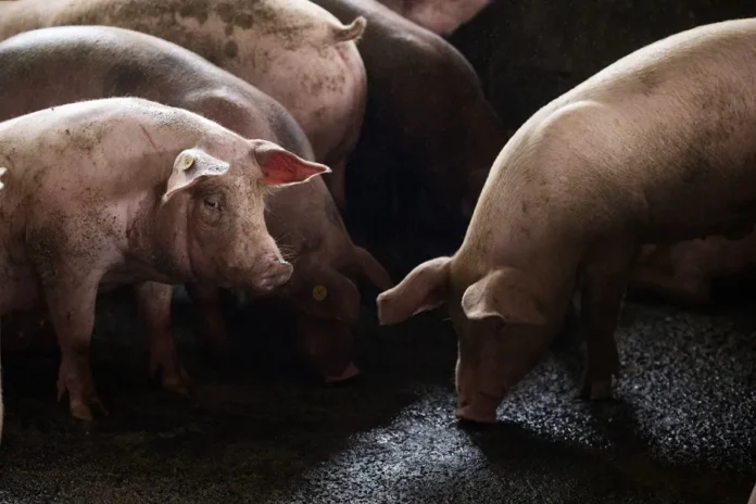 China bloquea importaciones de cerdo español tras brote de peste porcina africana en Barcelona