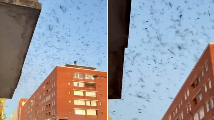 Aparición de nubes de libélulas sorprende a residentes uruguayos