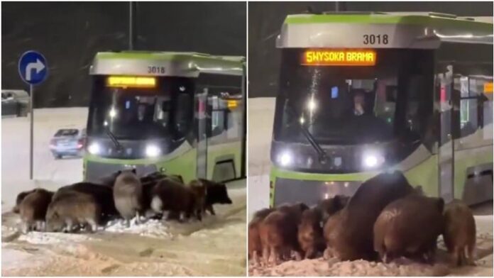 La presencia de la manada obligó a los conductores a detener los trenes y esperar pacientemente hasta que los animales decidieran abandonar el lugar, lo que generó retrasos momentáneos en el servicio, sin que se reportaran incidentes.