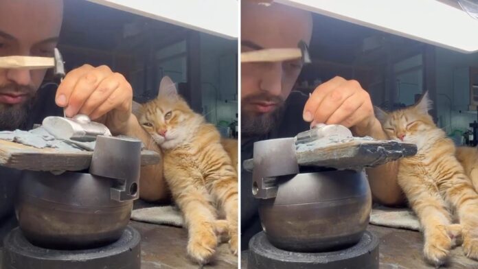 El creador relató que hace ocho meses encontró al gatito junto a una carretera y decidió adoptarlo.