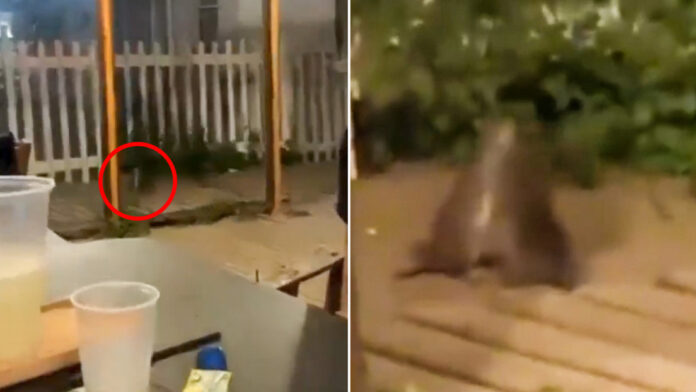 Los animales quedaron grabados en un video capturado por una familia que cenaba en el local de comidas y la filmación se viralizó rápidamente en redes sociales.