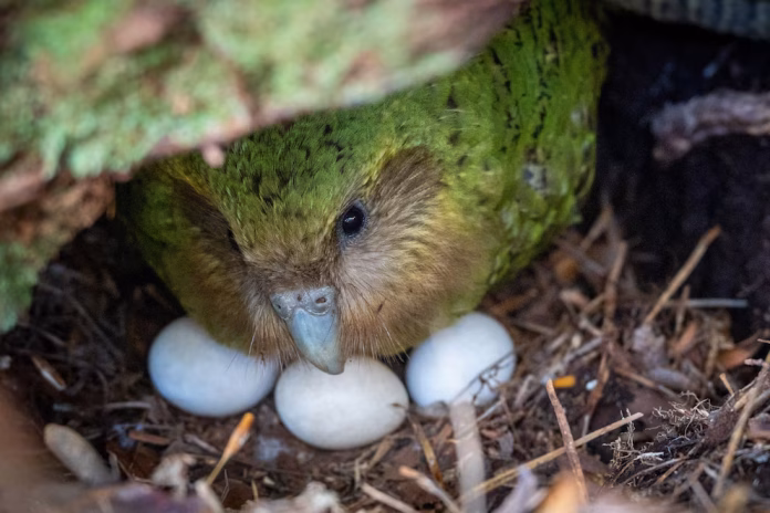 El kakapo continúa clasificado como “en peligro crítico” por la International Union for Conservation of Nature (UICN), debido a su reducida población y a su vulnerabilidad frente a depredadores introducidos.