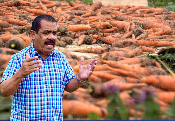 PLD asegura Gobierno lleva a la quiebra a productores de zanahorias