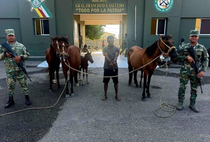 Ejército recupera animales robados localizados con drones durante operativo en Dajabón