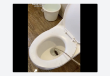 ¡Terror en el baño! Encuentran una cobra dentro del inodoro de un hotel Tras el aterrador hallazgo, los huéspedes alertaron de inmediato al personal del hotel, mientras las autoridades y especialistas acudieron al lugar para capturar al reptil de manera segura.
