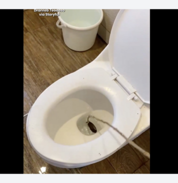 ¡Terror en el baño! Encuentran una cobra dentro del inodoro de un hotel Tras el aterrador hallazgo, los huéspedes alertaron de inmediato al personal del hotel, mientras las autoridades y especialistas acudieron al lugar para capturar al reptil de manera segura.