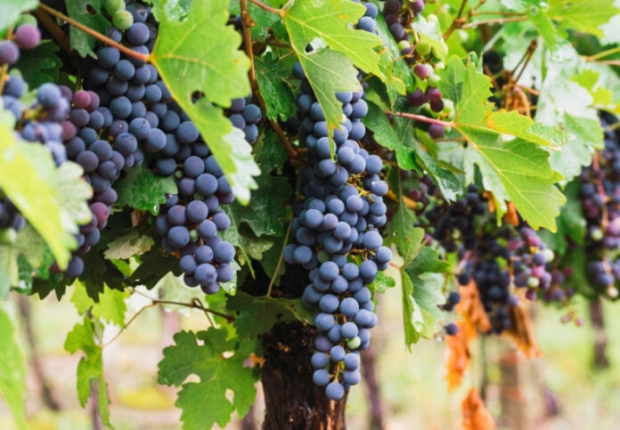 La cosecha de uvas de Argentina se redujo 8 % en 2026