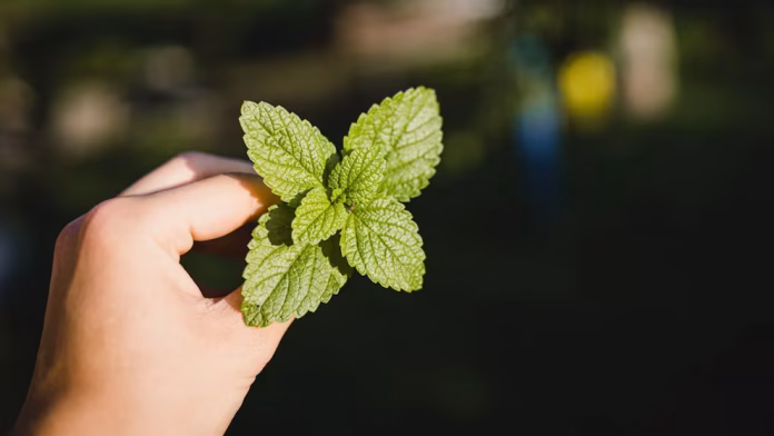 menta para la salud