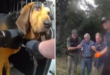 El olfato de un perro policía salva a un hombre de 96 años desaparecido en Florida El olfato de un perro policía salva a un hombre de 96 años desaparecido en Florida