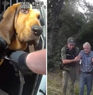 El olfato de un perro policía salva a un hombre de 96 años desaparecido en Florida El olfato de un perro policía salva a un hombre de 96 años desaparecido en Florida
