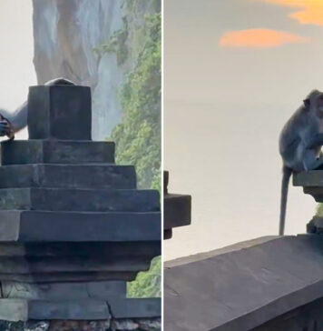 “Verdadera amenaza”: Turista es víctima de peculiar robo en un templo de Bali La mujer advirtió sobre los robos de teléfonos, gafas y joyas perpetrados por macacos en el lugar donde se encontraba.