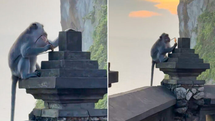 La mujer advirtió sobre los robos de teléfonos, gafas y joyas perpetrados por macacos en el lugar donde se encontraba.