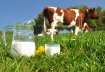 Hoy se celebra el Día Mundial de la Leche